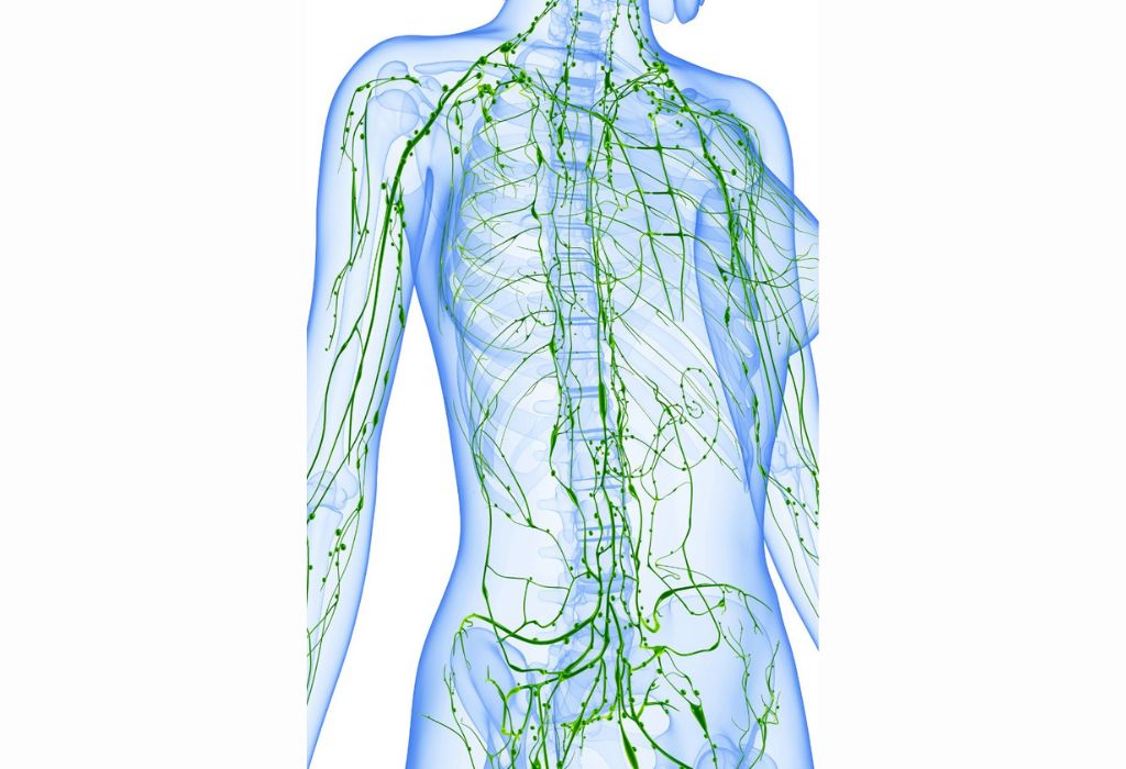 blog limfni sistem - Tanja Kašlik Taisha