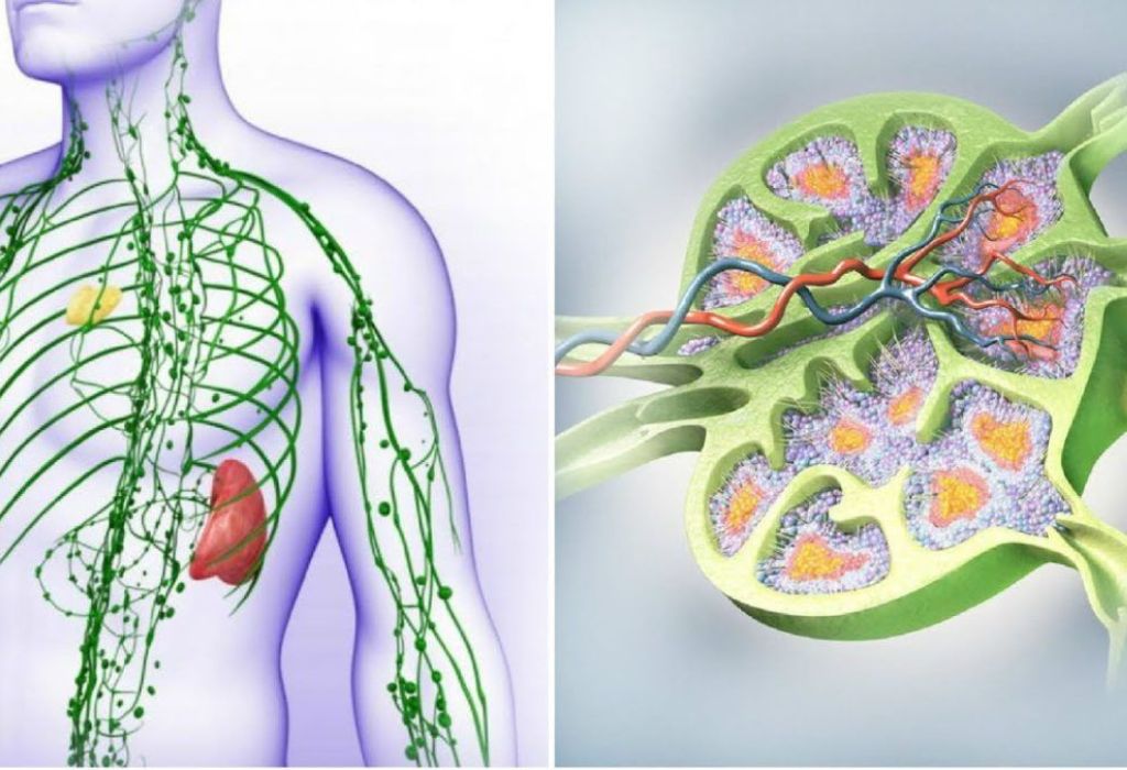blog limfni sistem 2 - Tanja Kašlik Taisha