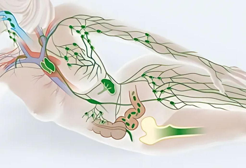 blog - slika 3 - jetra in limfni sistem - Tanja Kašlik Taisha